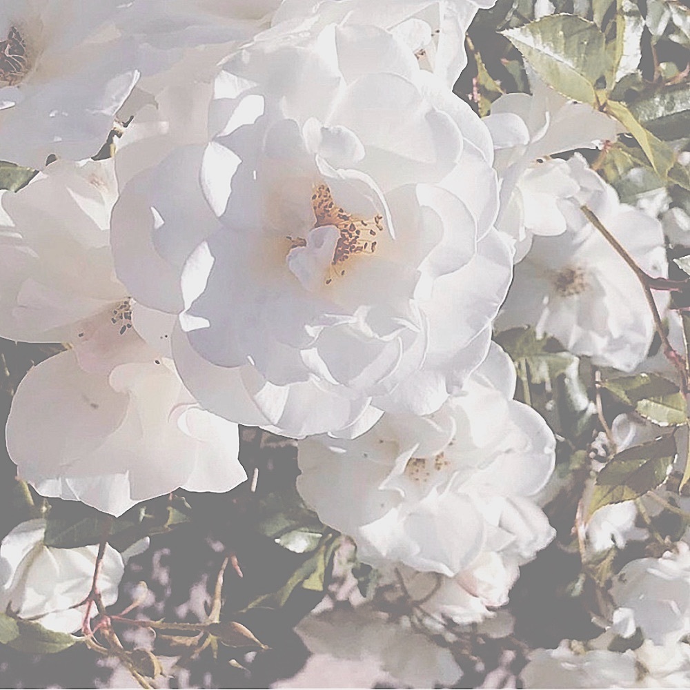 black “watch me flourish” 🌻 long sleeve tee